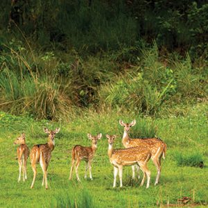 Jungles of Central India – 15 Days