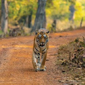 In Search of Big Cats – 16 Days