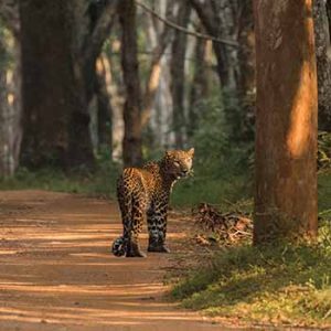 Wildlife And Beach – Sri Lanka – 13 Days