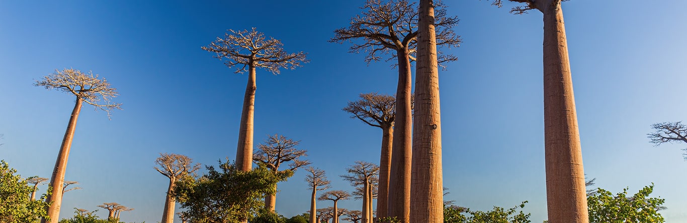 Madagascar East Tour -10 Days – 9 Nights
