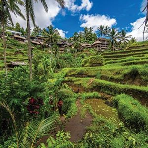 Bali Packages – 8 Days – 7 Nights