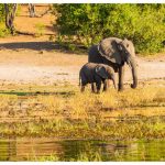 Wildlife Safari