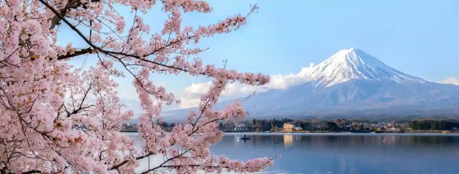Cherry Blossom Season