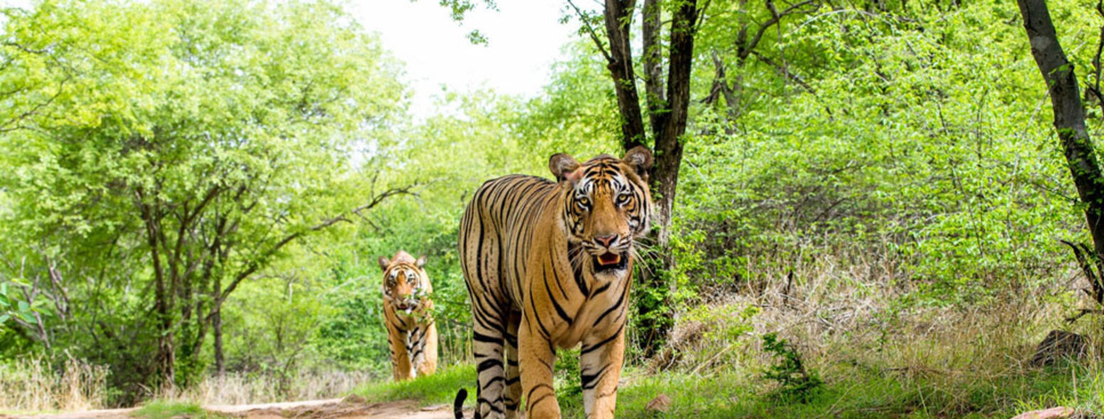 Wildlife India
