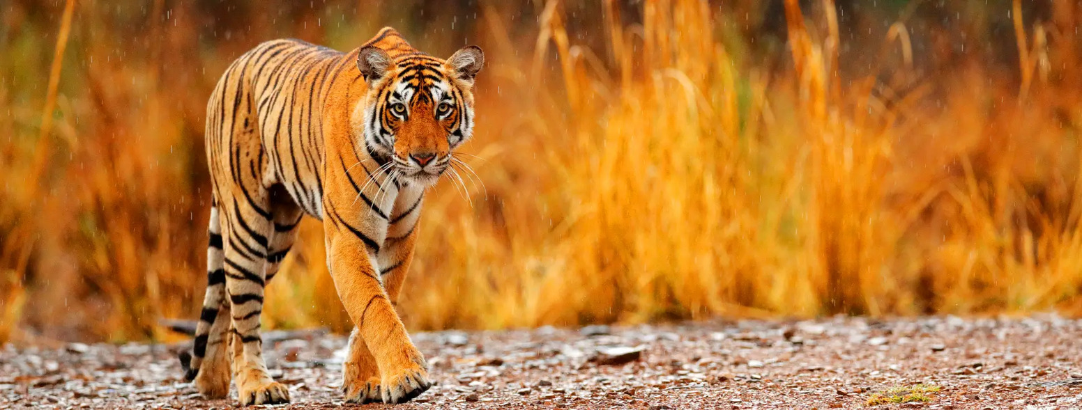 Best Tiger Safari in India