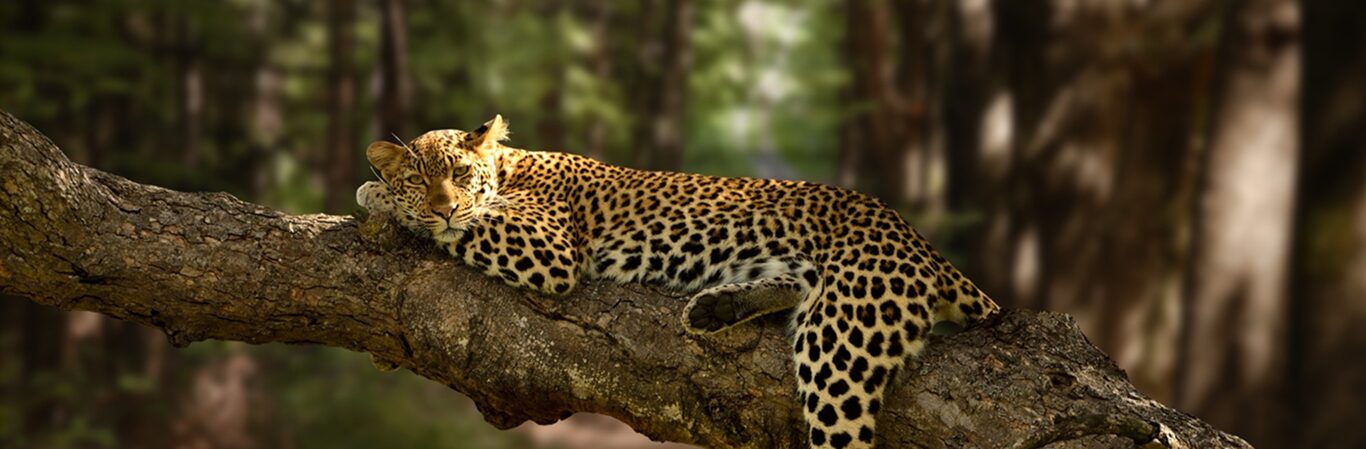 Wildlife