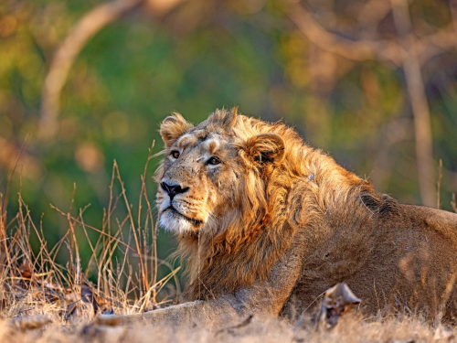 Asiatic Lions of India 