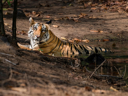Bandhavgarh National Park