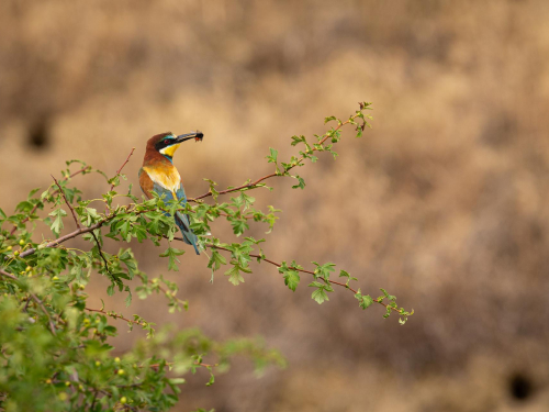 Birdwatching Across India 