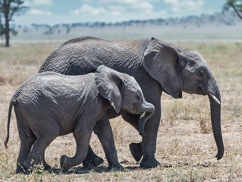 India's Great Elephant Landscapes 