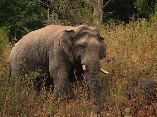 Jaldapara National Park