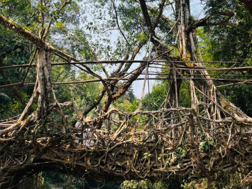 Living Root Bridges (Nongriat & nearby villages)