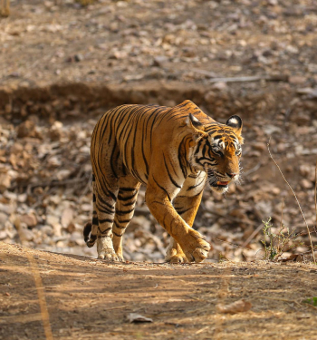 Maharashtra Tour Packages