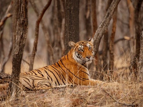 Royal Bengal Tiger Safaris Across India 
