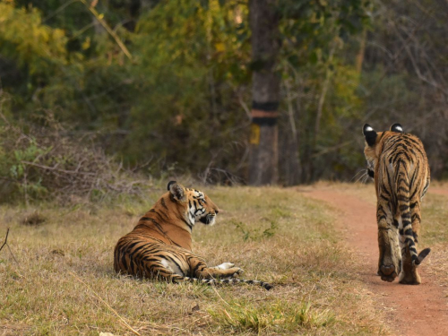 Tadoba Andhari Tiger Reserve